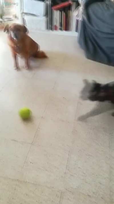 Tennis ball × Cat