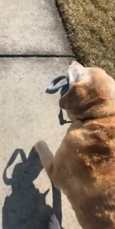 For the second half of walks, my dog likes to walk himself