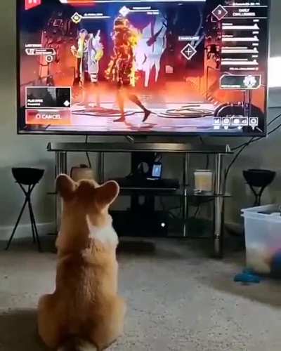 Doggo gets scared over game