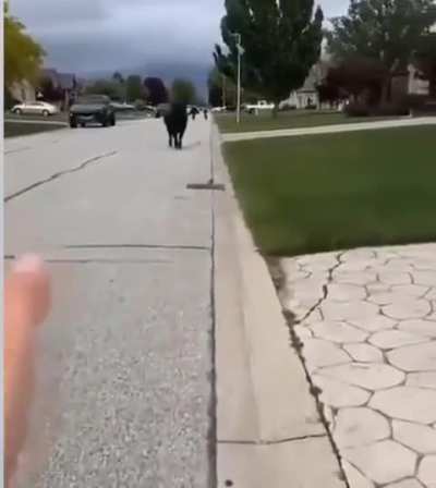 Perfectly cut moo