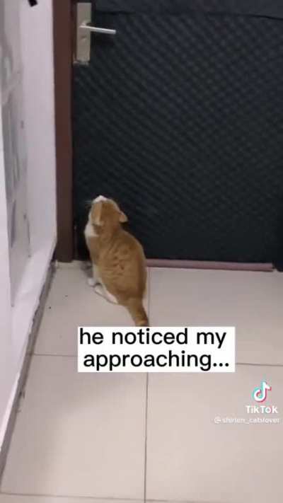 Cat has two voices