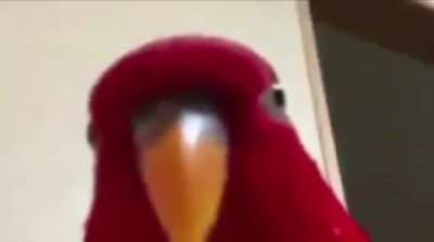 Rule🦜