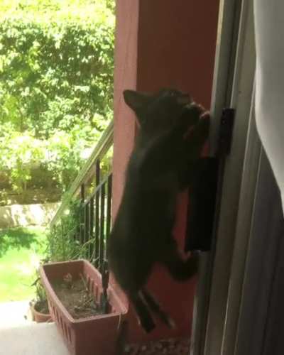 These cats think they&rsquo;re monkeys...