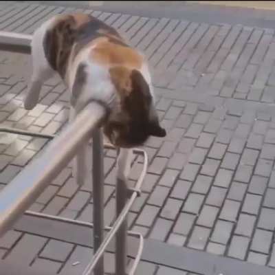 Not a care about the world