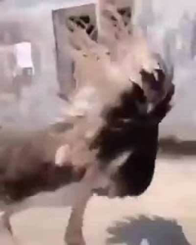 That Ostrich is a Naughty Boy