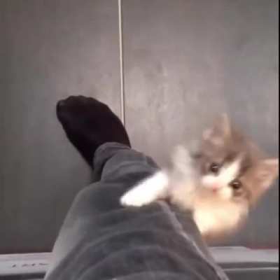 Meow
