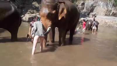 petting an elephants trunk