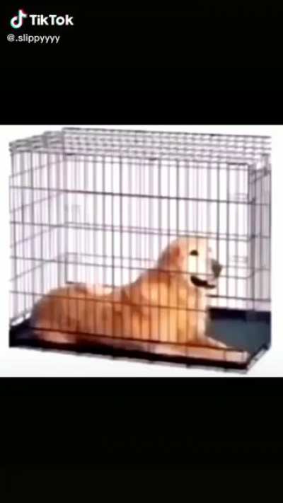 When someone, finally, let&rsquo;s you out of your cage