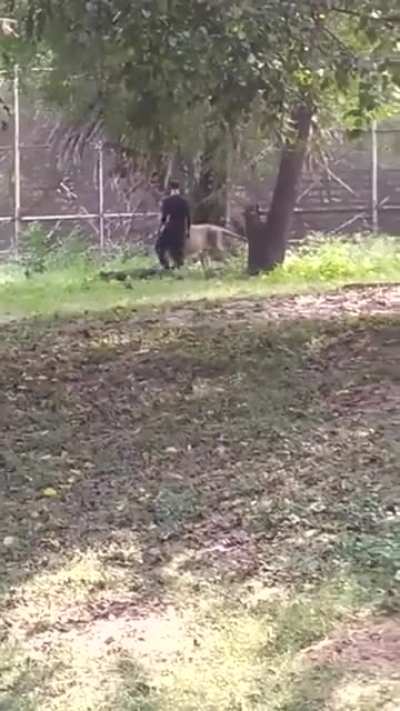 drunk guy jumps into lion enclosure