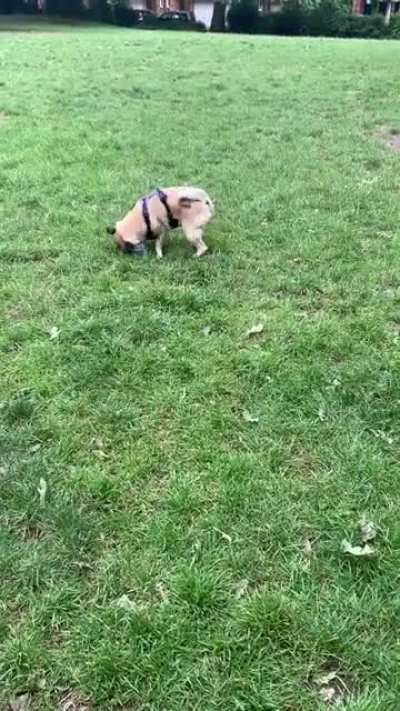 My dog screams with excitement when her ball squeaks - she&rsquo;s called pug (isn&rsquo;t even a full pug) ❤️