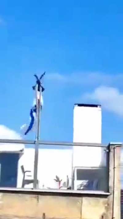 Based Bird