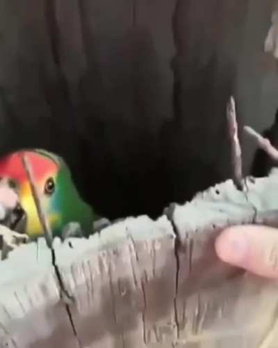 Interesting nest