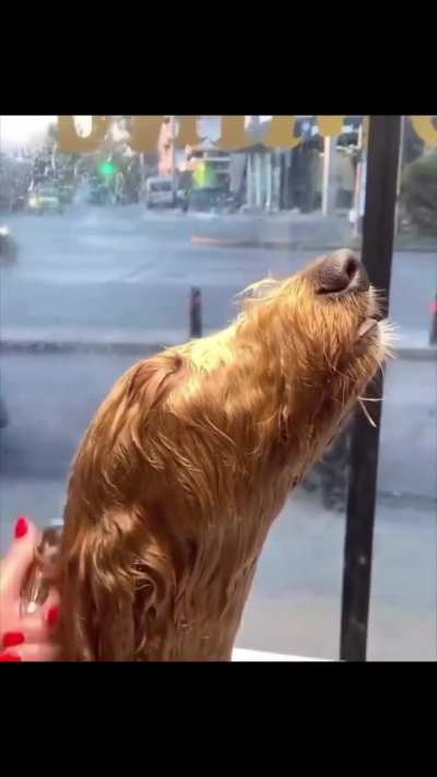 Pupper&rsquo;s bath time