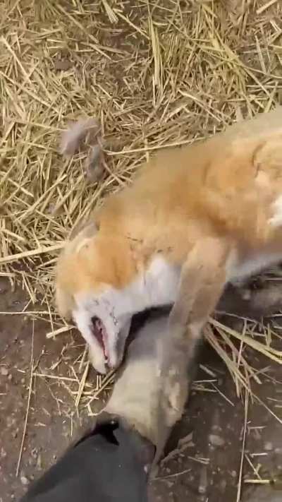 Cute foxes &amp; their cute screams
