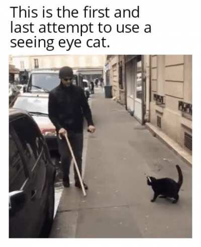 A seeing eye cat
