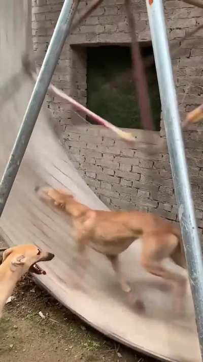 they found a toy
