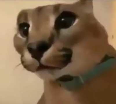 face reveal