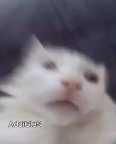 🐈