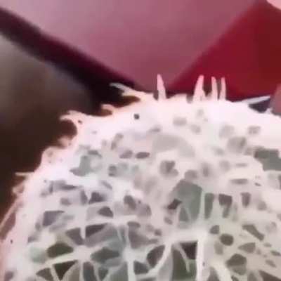 Carlos, atrapa!