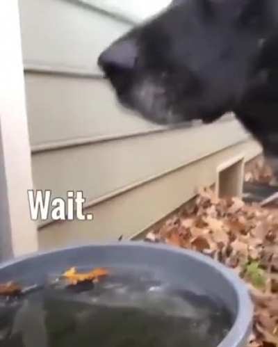 If Eddie Bravo was a dog