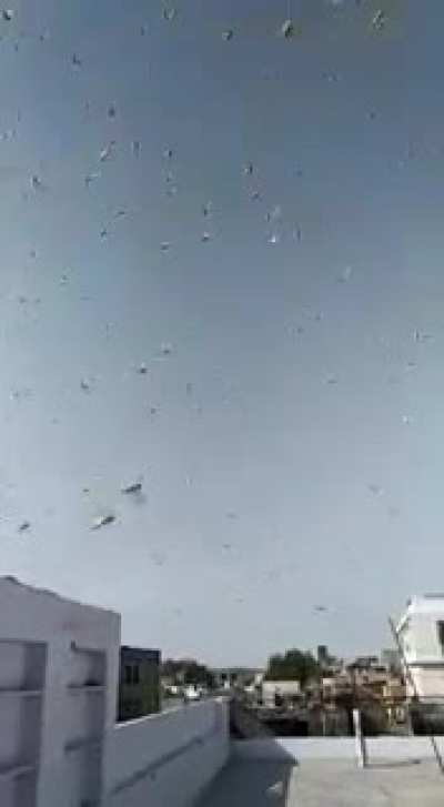 Locust swarms