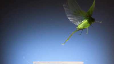 Insects look cool in slow-mo