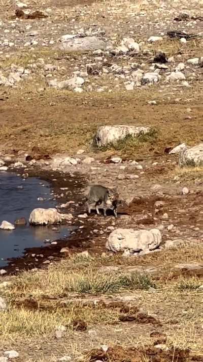🔥 African Wild Cat Hunt 