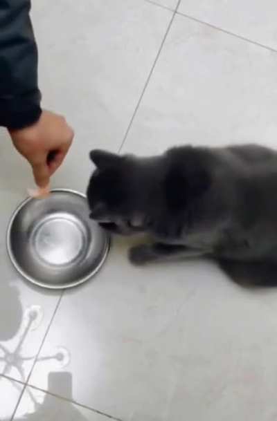 Put it in a bowl, hooman...