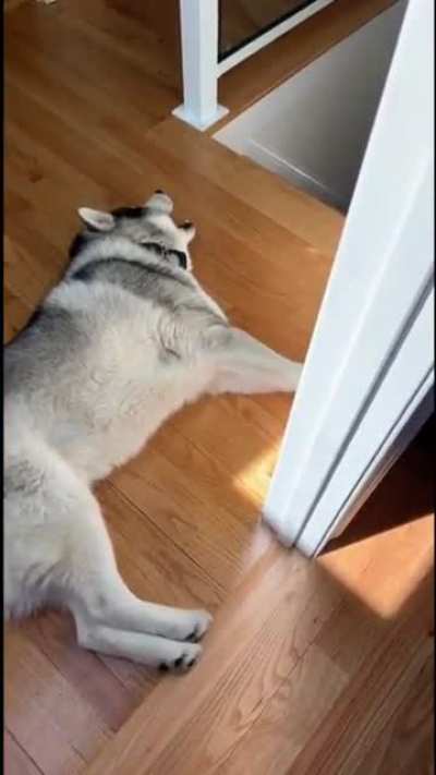 Doggy Dreams or Doggy Screams?