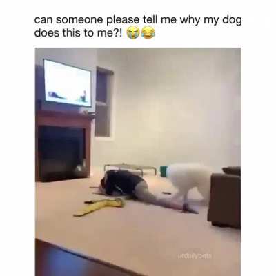 What the dog doin?