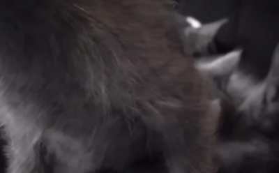 These kittens never stop purring. It&rsquo;s like there&rsquo;s a running car in the house