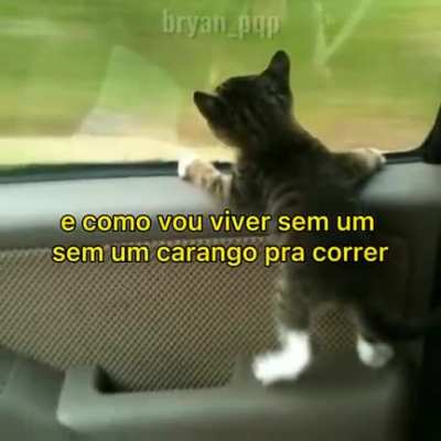 🐈