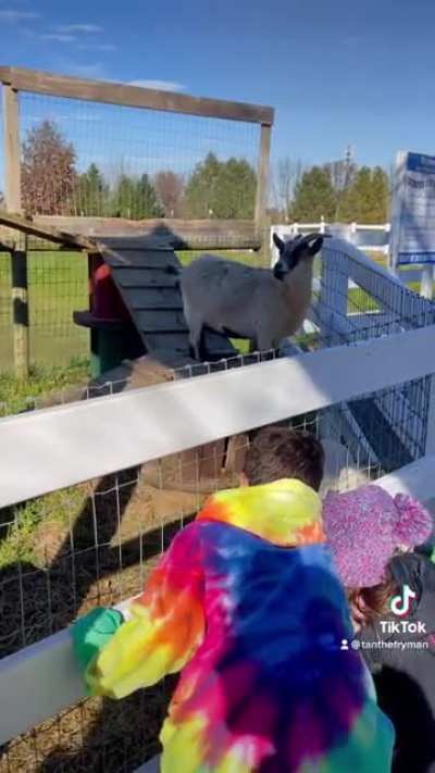 Goat fart or sneeze?