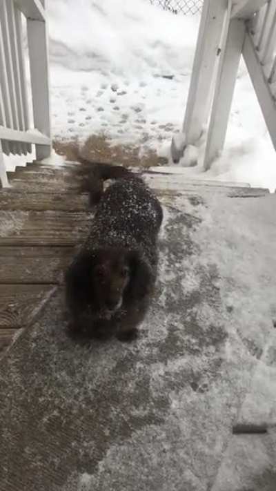 Yesterday&rsquo;s snow was dachshund approved.