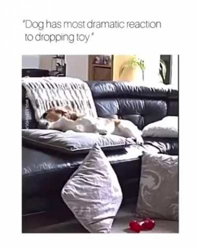 Woof irl