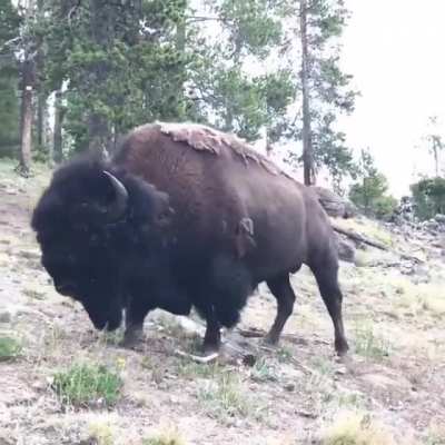 Parents bring their kid too close to a buffalo and then only save themselves.