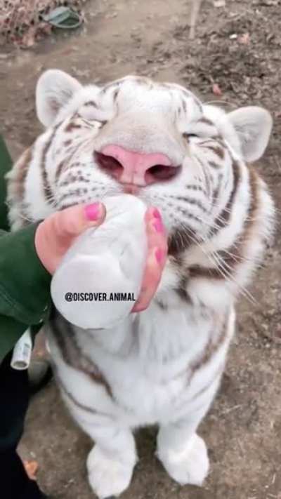 Just a kitten bottle feeding