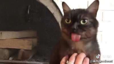 What a cute cat