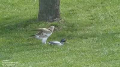 Hawk's reaction to a wooden mallard.