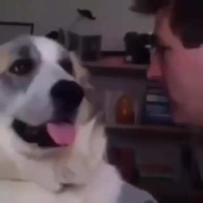 Aquela cachorra