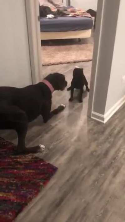 PuG BaRely EScapeS RaBid MonSTEr