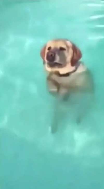 here&rsquo;s a doggo realizing he can stand in the pool
