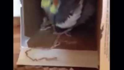 He attacc