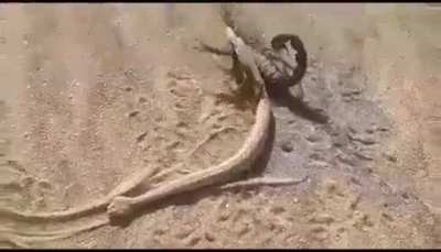 Scorpion killed this Sidewinder snake and is now dragging it to a spot where it can feed.
The scorpion 