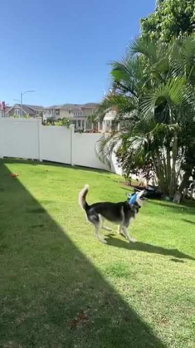 Anyone else&rsquo;s husky extremely uncoordinated?