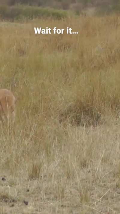Leopard: King of stealth!