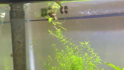 Snail bus