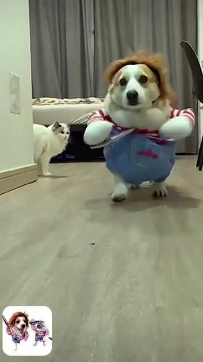 What do you think when he runs up to you