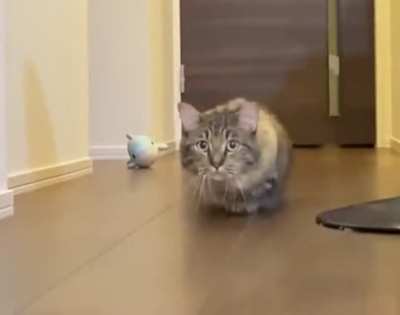 The toe stealth