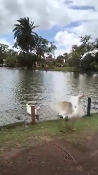 Pusieron un cerco de metal en los lagos de Palermo. Este es el resultado.